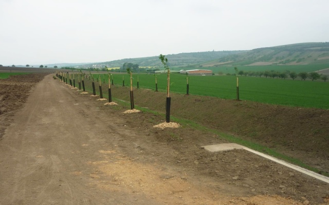 Záchytná priekopa na Holém kopci v Kobylí