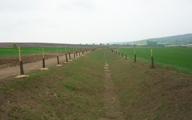 Záchytná priekopa na Holém kopci v Kobylí