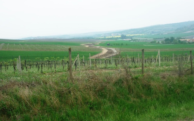 Záchytná priekopa na Holém kopci v Kobylí